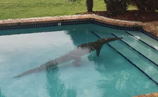 Le propriétaire d'une luxueuse villa en Floride a trouvé à son réveil un crocodile de 2,40 mètres dans sa piscine.