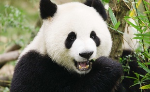 Un panda géant (Ailuropoda melanoleuca) dans la province du Sichuan en Chine.