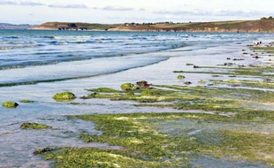 Des algues vertes sur la plage de Plonevez-Porzay, en Bretagne, en 2010