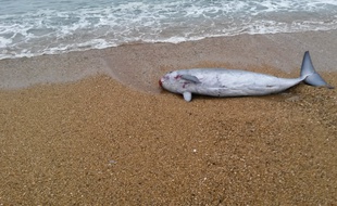 Un balaineau pygmée retrouvé sur une plage d'Anglet, le 12 novembre 2015 - capture d'écran twitter