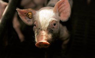 La peste porcine