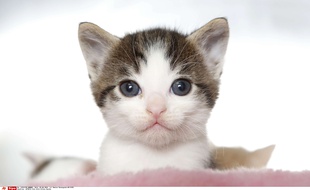 Illustration d'un chaton.