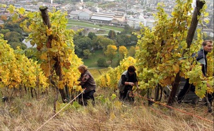 Vendanges encordées dans les vignes de Rangen, dans le Haut-Rhin, le 21 octobre 2013.