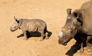 Des rhinocéros dans une réserve d'Afrique du Sud.