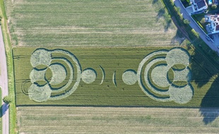 Le « crop circle » réalisé par les élèves strasbourgeois à Blaesheim.