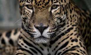 Un jaguar (illustration).