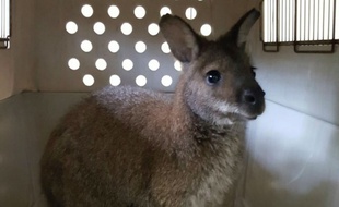 Les pompiers ont capturé le wallaby dans la nuit de mardi à mercredi.