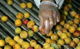 Les producteurs de mirabelles de Lorraine, dont la cueillette démarre cette semaine, s'attendent à une saison "exceptionnelle"