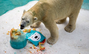 Inuka est le premier ours polaire né sous les (sunlights des) Tropiques