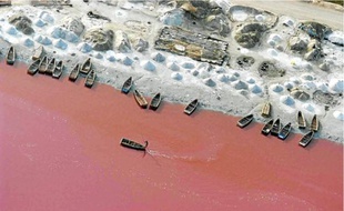 Le lac Retba (Sénégal), au taux de salinité élevé, est rose en raison de bactéries.