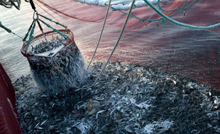 Pêche de sardines au large de Concarneau à bord d'un bolincheur qui a reçu le certificat MSC (Marine Stewardship Council) pour une pêche durable et bien gérée.