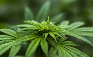 Illustration de la plante cannabis, que l'on pourrait prendre sous forme d'infusion, de gâteau, de vaporisation, si le cannabis thérapeutique est autorisé en France.