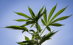 Illustration d'un plant de cannabis.