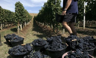 Comme à château Réaut, un Côtes de Bordeaux où quelques-uns des 400 propriétaires du vignoble ont effectué samedi leur première vendange, de plus en plus de particuliers caressent le rêve d'acheter en commun une propriété et de percevoir des bouteilles en retour de leur investissement.