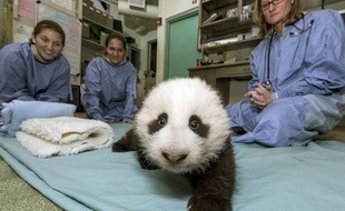 Le bébé panda né au zoo de San Diego en juillet 2012, le 18 octobre 2012.