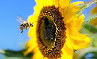 La pollinisation par les abeilles et autres insectes est indispensable à la survie de la majorité des plantes à fleurs
