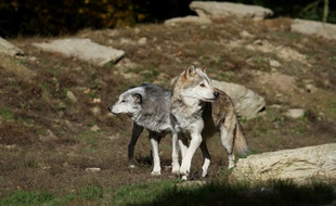 Des loups du Canada (illustration).