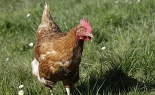 Adopte1poule : une plateforme pour sauver les poules de l’abattage