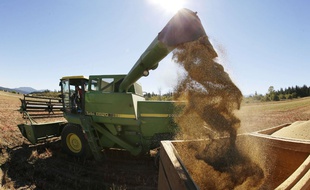 Exploitation de quinoa (illustration)