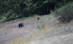 Capture d'écran de la vidéo d'Aaron Smith, montrant une ourse avec la tête bleue.