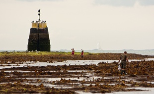 Des promeneurs sur une plage de Bretagne où sont échouées des algues.