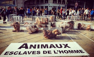 Quatorze femmes se sont enfermées dans des cages pour protester contre l'exploitation animale.