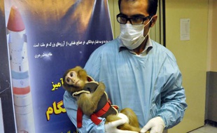 Une photo prise le 30 janvier 2013 du premier singe qui aurait été envoyé par l'Iran dans l'espace et serait revenu vivant.