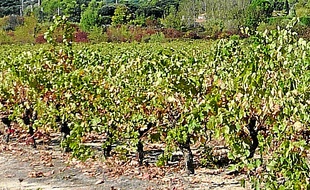 Le Pic St-Loup, au nord de la ville.