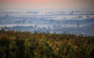 Vue sur les vignobles alsaciens.