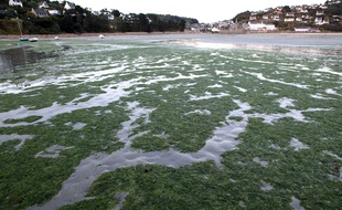 Des algues vertes echouees sur la plage de Saint-Michel-en-Greve dans les Cotes d'Armor.