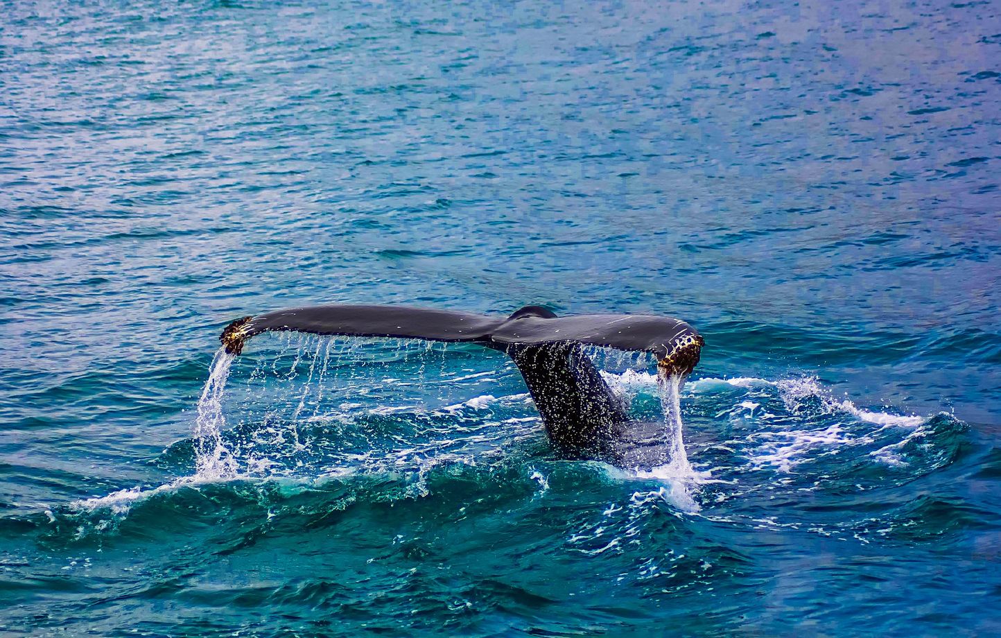 La baleine n'était que légèrement blessée et devrait s'en sortir après ce sauvetage. (Photo d'illustration)