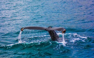 Une baleine (illustration)
