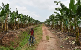 Une plantation de bananes près de Dabou, à 45 kilomètres d'Abidjan, le 7 juillet 2016