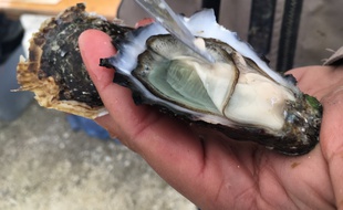 L'huître du Médoc est affinée dans les marais médocains.