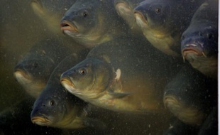 POLAND-CHRISTMAS-CARP