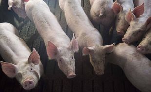 Illustration d'un élevage de cochons en Bretagne.