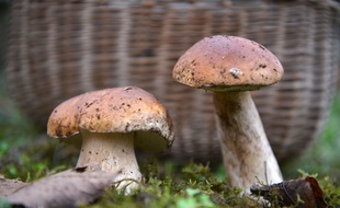 Illustration de la cueillette des champignons.