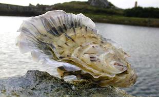 Huître creuse, « Crassostrea gigas »