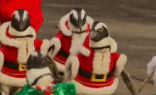 Parade de manchots déguisés dans le parc d'attractions d'Everland en Corée du Sud.