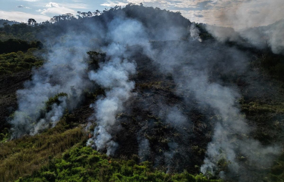 COP30 : Les éleveurs pointés du doigt pour les incendies qui ravagent la forêt amazonienne
