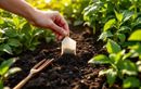 Ne jetez plus vos sachets de thé : cet été, ils transforment votre terre en or vert sans rien dépenser