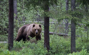 Photo d'illustration d'un ours.