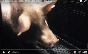 De nouvelles images montrent la souffrance des porcs gazés dans l'abattoir de Houdan (Les Yvelines).