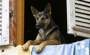 Un berger allemand qui regarde par la fenêtre.