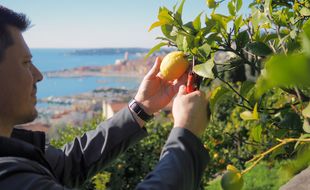 Les agrumes sont arrivés à pleine maturité sur les restanques de Menton.