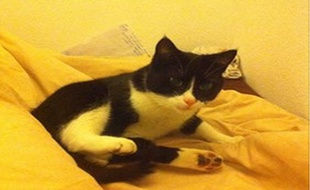 Le chat Pichkoune avait disparu lors d'un accident fin février.