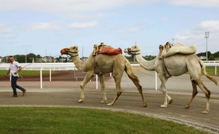 Shaima et Moise s'acclimatent à la piste de l'hippodrome de Pornichet, qui accueillera la première épreuve du championnat de France.