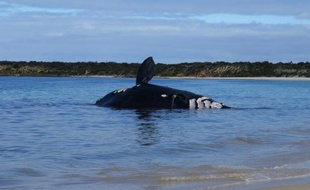 La carcasse d'une baleine franche australe présentant de multiples morsures de requin s'est échouée sur une plage australienne, ont annoncé jeudi des biologistes qui vont pouvoir enrichir leurs connaissances sur cette espèce rare