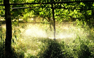 Illustration irrigation, sécheresse
