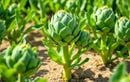 Comment stimuler la floraison des artichauts cet été avec un geste simple après récolte